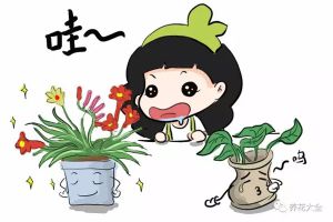 別只養(yǎng)綠蘿吊蘭，這些花美到天際，你不試試