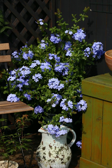 藍雪花