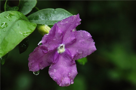 雙色茉莉