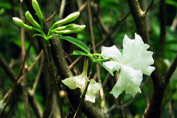 狗牙花什么時候開花