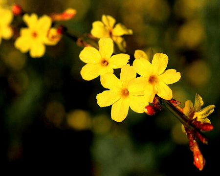 漂亮的迎春花