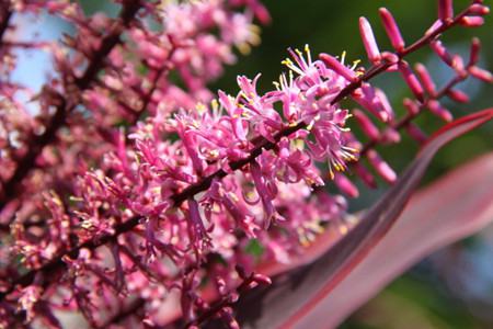 朱蕉的花語