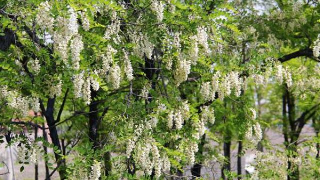 紫藤和槐花的區(qū)別