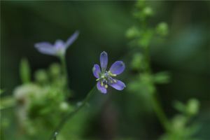 還亮草什么時(shí)候開花