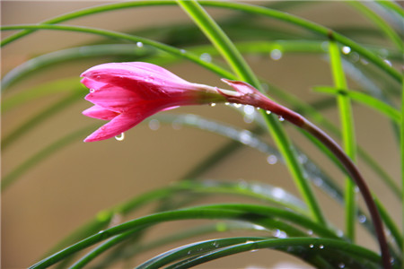 韭菜蓮開花圖片欣賞