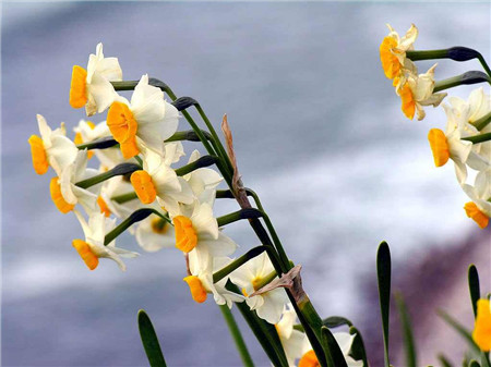 水仙花枝