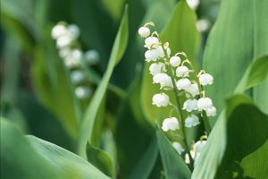 鈴蘭的花期及開(kāi)花注意事項(xiàng)