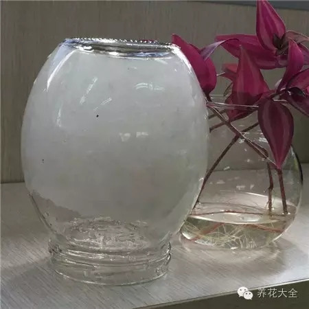 尿不濕養(yǎng)花