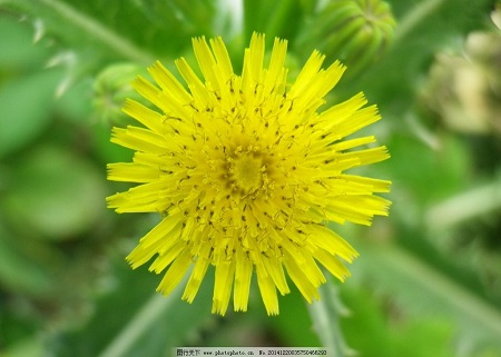 太陽(yáng)花單只