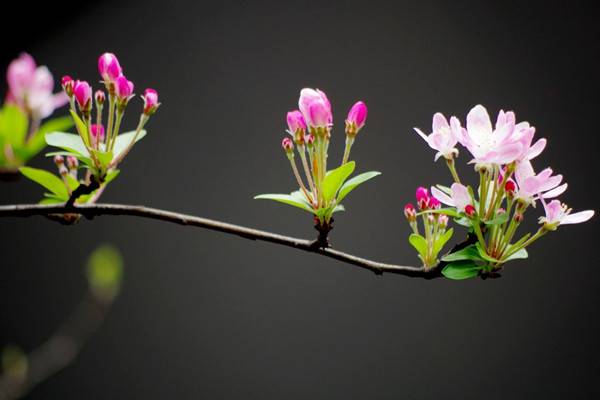 家里沒(méi)有光，養(yǎng)這6種植物也能開出花