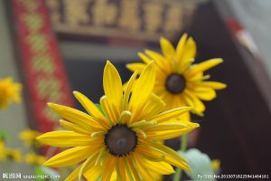 太陽(yáng)花的繁殖方法