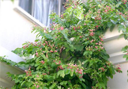 使君子怎么能開(kāi)花茂盛