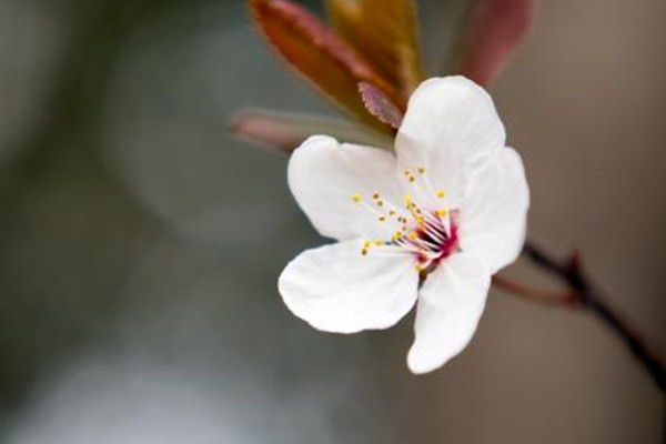 櫻花開花后怎么辦？