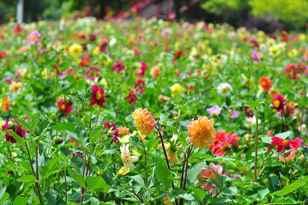 小麗花開花及其管理