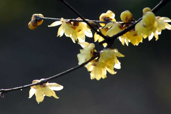 如何使臘梅在春節(jié)開花