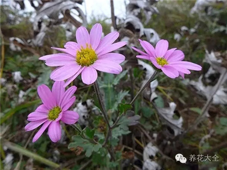 菊花（10~11月賞）