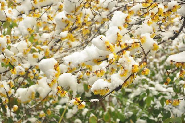 降霜下雪也能開花，這些植物太強(qiáng)悍