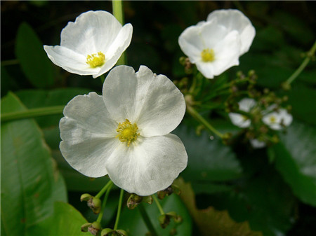 茨菰的養(yǎng)殖方法