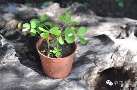 花生盆栽圖片