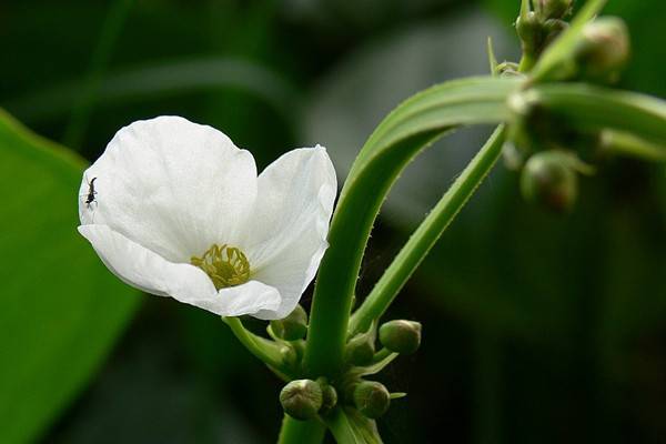 茨菰的養(yǎng)殖方法和注意事項