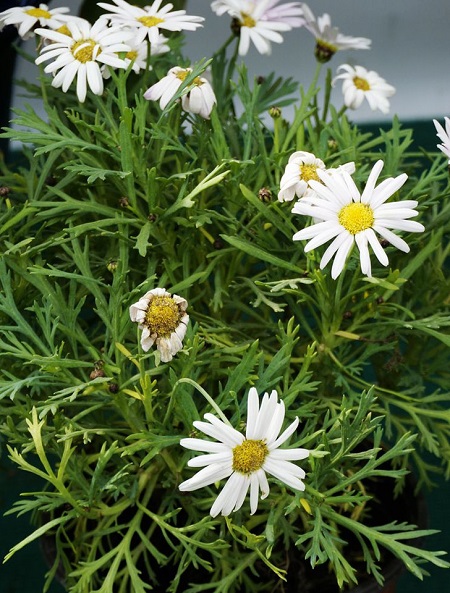 瑪格麗特花地栽