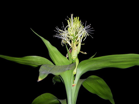 富貴竹開(kāi)花圖片