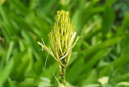 富貴竹開(kāi)花