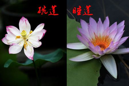 碗蓮和睡蓮花朵不同