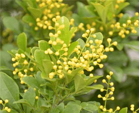 米蘭，天天開(kāi)花天天香