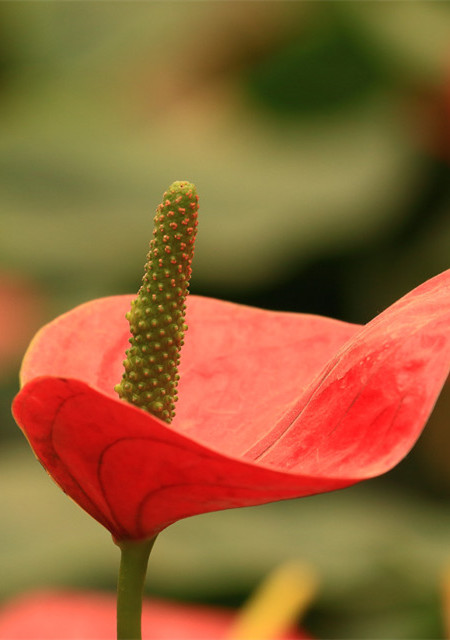 紅掌開花