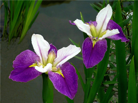 鳶尾花植株