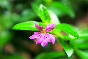 紫萼距花怎么過(guò)冬