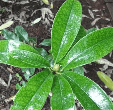 百合花杜鵑的葉片