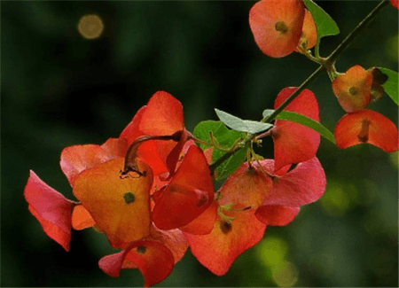 冬紅的花朵