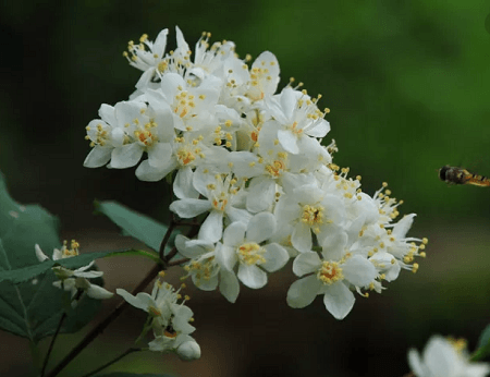 小花溲疏植株