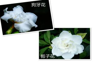 狗牙花和梔子花的區(qū)別