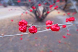 如何使冬紅在圣誕開花