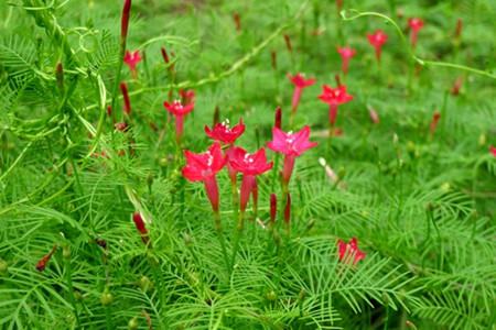 蔦蘿開花注意事項(xiàng)