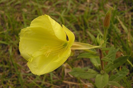 黃花月見草