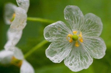 山荷花