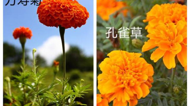 萬(wàn)壽菊和孔雀草的區(qū)別