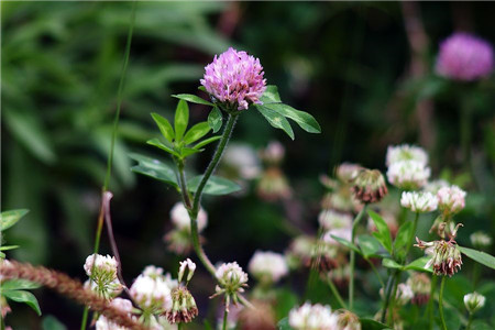 紅車(chē)軸草植株