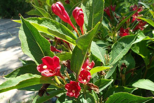 錦帶花什么時(shí)候開花