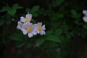 野薔薇花怎么繁殖