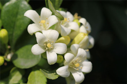 萬(wàn)里香花