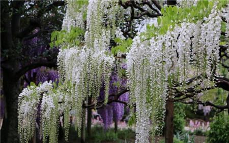 白藤花開(kāi)