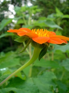 腫柄菊的花朵