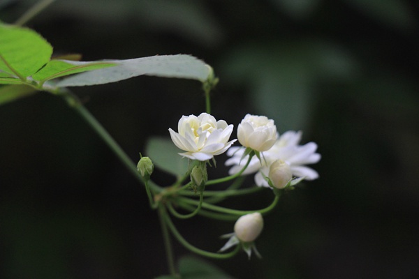 萬(wàn)里香花圖欣賞