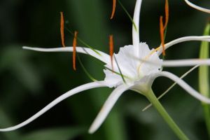 水鬼蕉什么時(shí)候開花