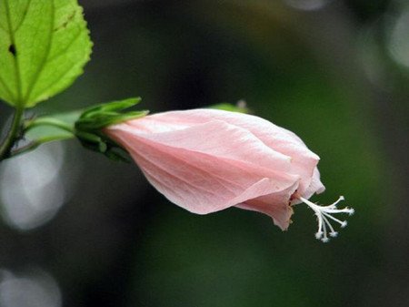 懸鈴花和粉花懸鈴花的區(qū)別